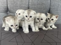 Kedi 2 tane british shorthair