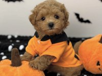 Kore Suratlı Maltipoo Yavrular