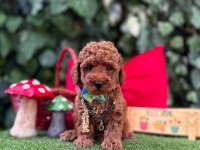 Toy Poodle Yavrularımız Ömürlük Aileleri Bekliyor