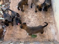 Teslime hazır malinois bebekler