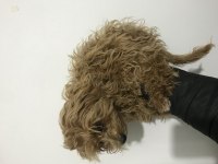 POODLE YAVRUM YENİ EV İÇİN MÜSAİT WHAPSAPDAN DM