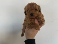 Mocha tadında poodle yavrularım