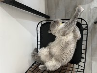 British Shorthair Kedimize Yeni Yuva Arıyoruz