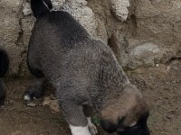 KANGAL SİVASTAN ALINIR KALİTE AYI BOĞANLAR