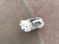4 aylık dişi terrier köpek
