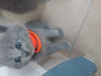 Russian blue ve british longhair kırma yavrular