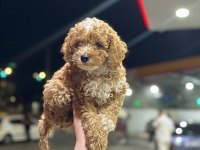 Anne Baba Şecereli Safkan Toy Poodle