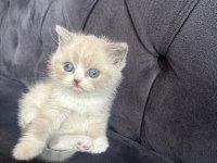 42 Günlük british shorthair