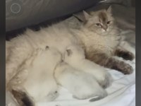 Kedimiz prenses için harika yuva arıyoruz