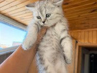 Silver british shorthair güzellikler teslime hazır