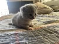 Scottish Fold Yavrularımız