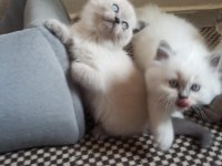 Mavi Gözlü Koca Kafalı Bluepoint British Shorthair Yavruları