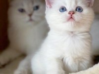 Masmavi gözlü British shorthair