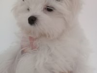 Muhteşem maltese