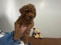 2.5 aylık orijinal toy poodle