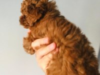 pati ver poodle sizler için burada
