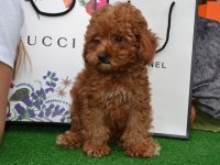 Toy Poodle Yavrularım Ev Ortamında