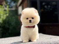 Sağlık ve ırk garantili Pomeranian