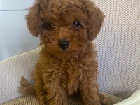 Toy Poodle Yavrularımız Ömürlük Aileleri Bekliyor