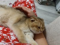 Oğlumuza kalıcı güvenilir aile arıyoruz scottish fold