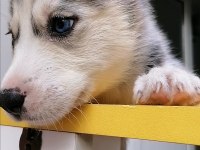 Renk Ve Anatomi Güzeli Sibirya Kurdu Husky Yavrular