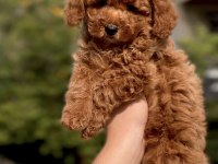 Sakarya poodle köpeği