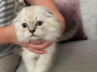 2.5 aylık scottish fold dişi
