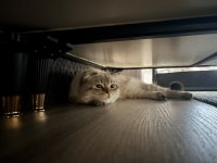 Erkek scottish fold kedisi