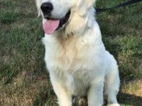 Orjinal Safkan White Golden Retriever