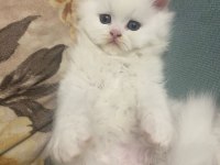 British longhair kedisi