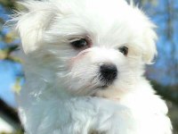 Maltese Terrier A Kalite Büyümeyen Cins