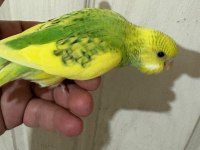30 GÜNLÜK ERKEK BEBEK MUHABBET KUŞUMUZ