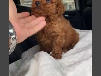 TOY POODLE YAVRULARIMIZ