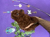 SCRLİ IRK SAĞLIK BOY KG GARANTİLİ DARK RED BROWN POODLE