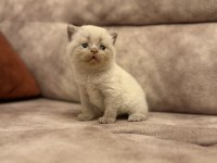 40 GÜNLÜK BEBEK KEDİLER YENİ YUVASINI ARIYOR