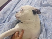 Köpeğimizin adı sütlaç