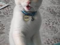Scottish fold kedimiz
