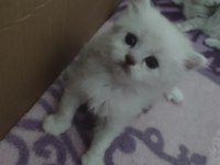 1 aylık british longhair sahiplendirilecektir