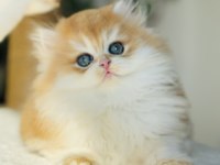 Safkan golden Ny 12 muhteşem tip british longhair