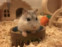 HAMSTER GONZALES YAVRULARIMIZ HERYERE GÖNDERİM