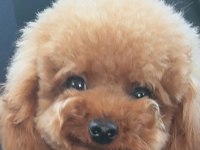 Poodle bebeklerimiz