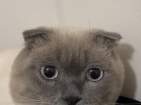 2 yaşında scottish fold
