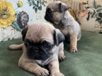 Muhteşem Pug Mops Bebek Köpekler A Kalite
