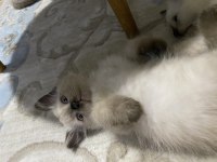 ÇOK OYUNCU SİYAM KEDİSİ YAVRULAR
