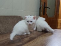 2 aylık british shorthair yavru
