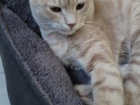 Tekir kedi ilanı
