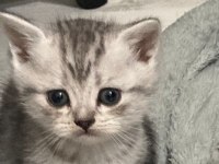 Teslime hazır 5 yavru 2 erkek 3 dişi scottish fold
