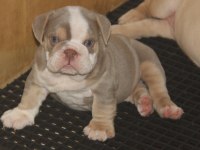 KALİTESİ ORTADA BULLDOG YAVRULARIMIZIN