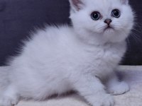Dünya güzelli bebek kediler