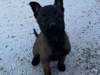 3 Dişi Belçika Malinois